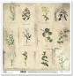 Preview: ITD Collection 12x12 Paper Pad Herbarium