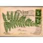 Preview: Rubber Stampede Wood Stamp Fern Postcard