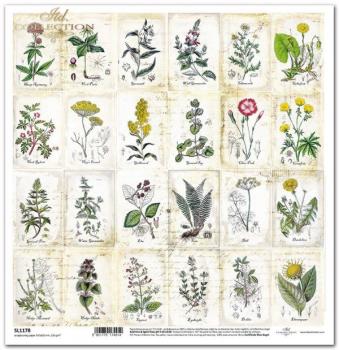 ITD Collection 12x12 Sheet Herbarium SL1178