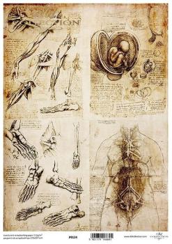 ITD Collection A4 Pergament Paper Anatomy Drawings #124