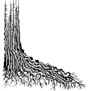 Lavinia Stamp Tree Root