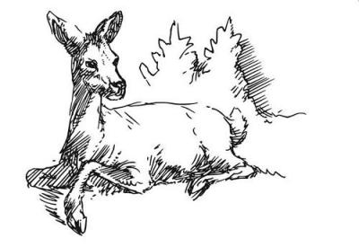 Studio Light Clear Stamps Deer Reh #53