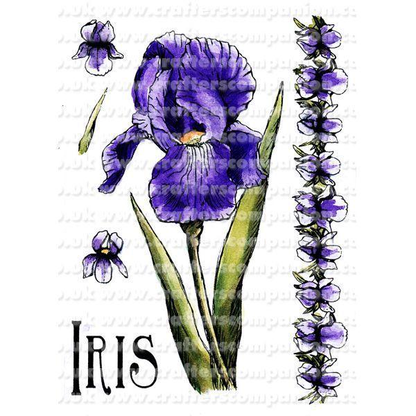 A Little Bit Floral Stamp A6 Set - Iris by Sheena Douglass