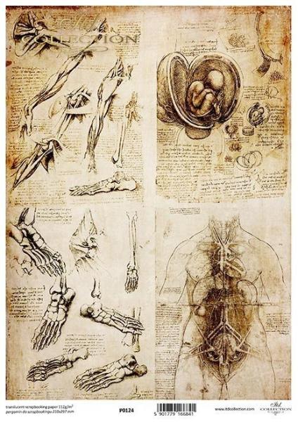 ITD Collection A4 Pergament Paper Anatomy Drawings #124