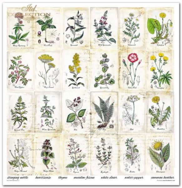 ITD Collection Paper Pad 12x12 Herbarium 2 #049