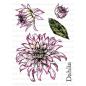 Preview: A Little Bit Floral Stamp A6 Set - Dahlia by Sheena Douglass