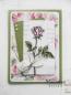 Preview: MD Clearstempel Tiny's Single Rose  #TC0846