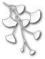 Preview: Memory Box Poppystamp Stanze Gingko Branch #1435