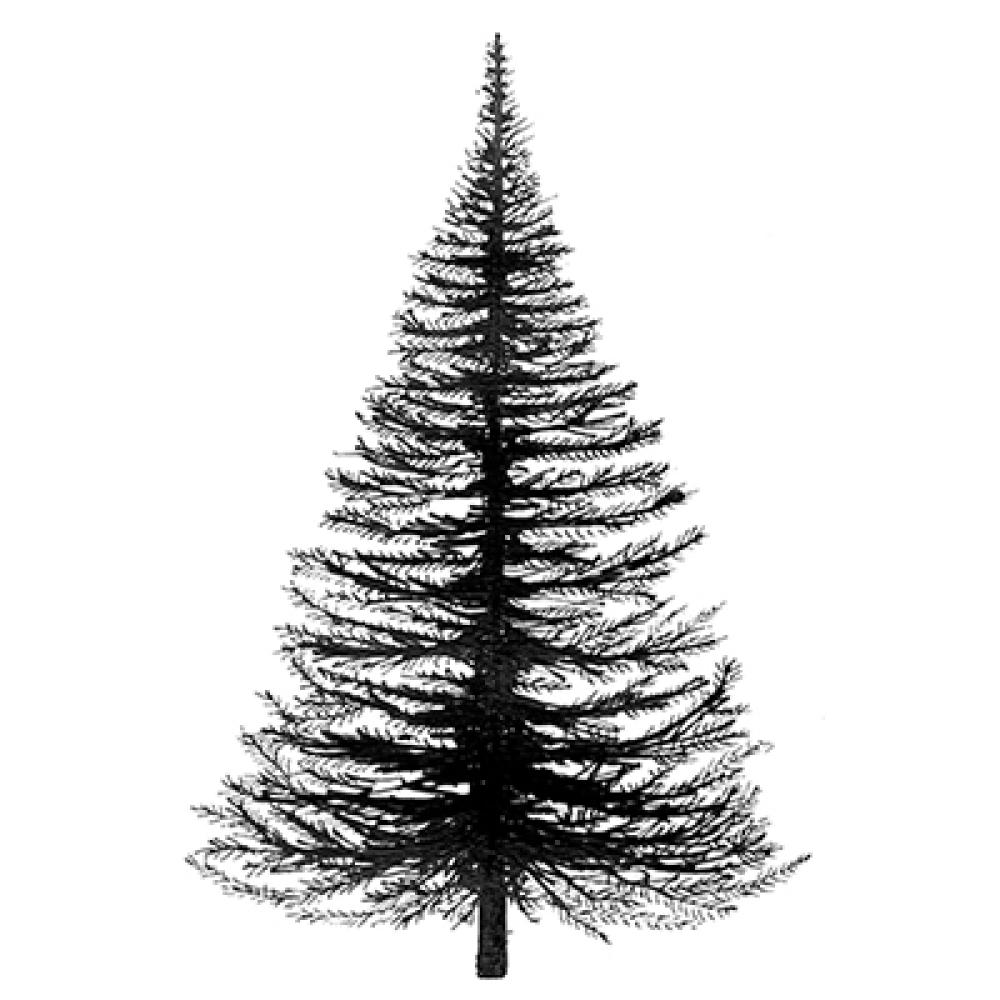 Lavinia Stamps Fir Tree LAV022