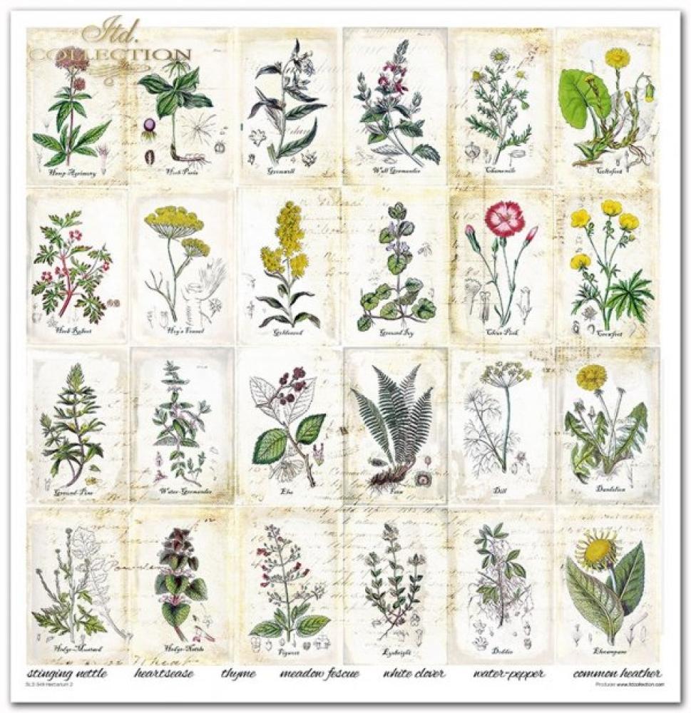 ITD Collection  Paper Pad 12x12 Herbarium 2 #049